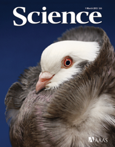 Genomic Diversity and Evolution of the Head Crest in the Rock Pigeon